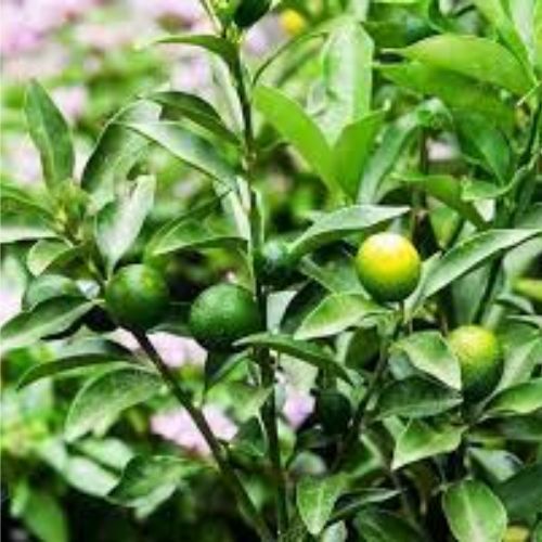 Thai Lemon Plant Manufacturer & Supplier in India